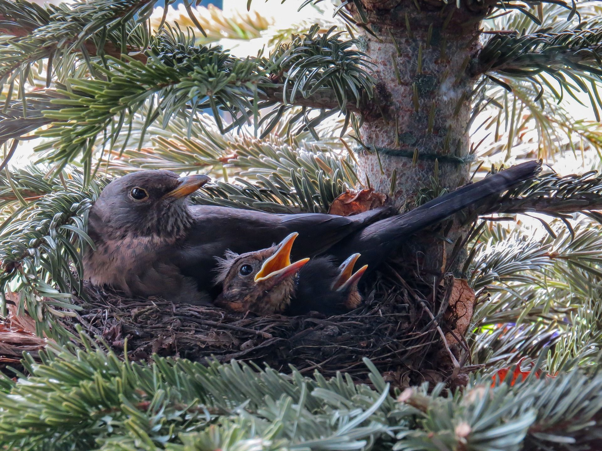 nest