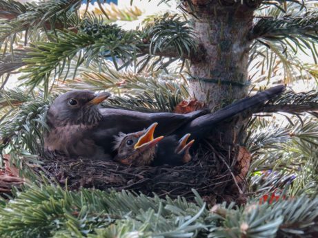 nest